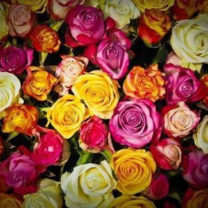 Meet your Posher, Hasina